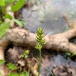 Carex spicata Flower