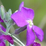 Matthiola incana പുഷ്പം