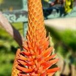 Aloe arborescens Kvet