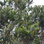 Lithocarpus formosanus Habit
