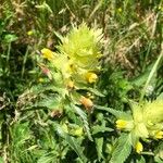 Rhinanthus major Квітка