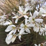 Amelanchier lamarckii फूल