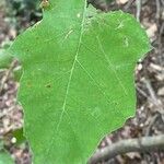 Quercus velutina Лист