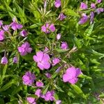 Phlox glaberrima ফুল