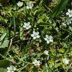 Sagina glabra Flor