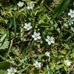 Sagina glabra Flower