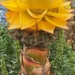 Musella lasiocarpa Virág