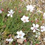 Linum tenuifolium عادت داشتن