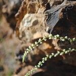 Sesamoides purpurascens 花