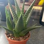 Haworthia limifolia Leaf