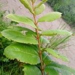 Psorospermum febrifugum Blad