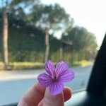 Geranium asphodeloides Flower