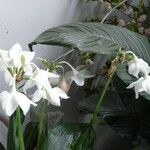 Eucharis × grandiflora Flower