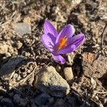 Crocus corsicus Flower