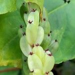 Dioscorea megalantha Fruto