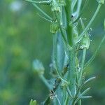 Ornithogalum narbonense Other