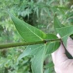 Silphium integrifolium পাতা