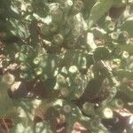 Opuntia ficus-indica Blad