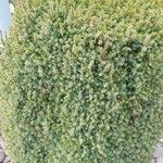 Juniperus communis Levél