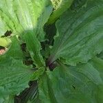 Plantago rugelii Folha