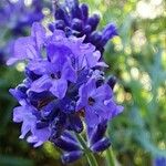 Lavandula angustifolia Flor