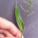 Paspalum paniculatum Leaf