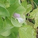 Moluccella laevis Blomma