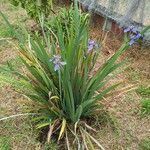 Iris versicolor Leht