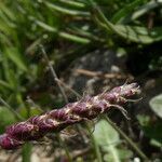 Plantago crassifolia Цвят