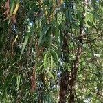 Podocarpus salignus Liść