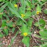 Calyptocarpus vialis Flower