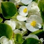 Begonia minor Квітка