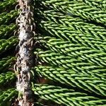 Araucaria bernieri Vekstform