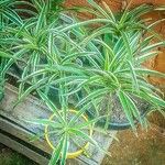 Chlorophytum comosum Blatt