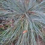 Festuca glauca Folio