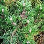 Pinus heldreichii Хабит