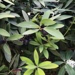 Acokanthera oblongifolia Leaf