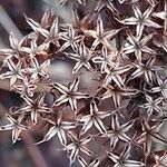 Phedimus aizoon Fruit