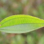 Miconia leamarginata Anders