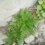 Lepidium bonariense 葉