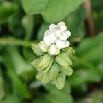 Drimiopsis maculata Flower