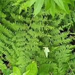 Thelypteris noveboracensis Leaf
