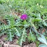 Cirsium acaule Habit