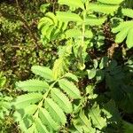 Melianthus major Blatt