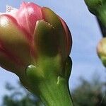 Cereus forbesii Λουλούδι