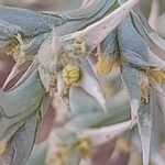 Cornulaca aucheri Λουλούδι