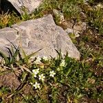 Arenaria biflora Blodyn
