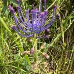 Muscari matritense Flower