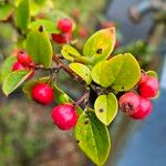 Cotoneaster integerrimus অভ্যাস