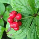 Cornus canadensis Froito